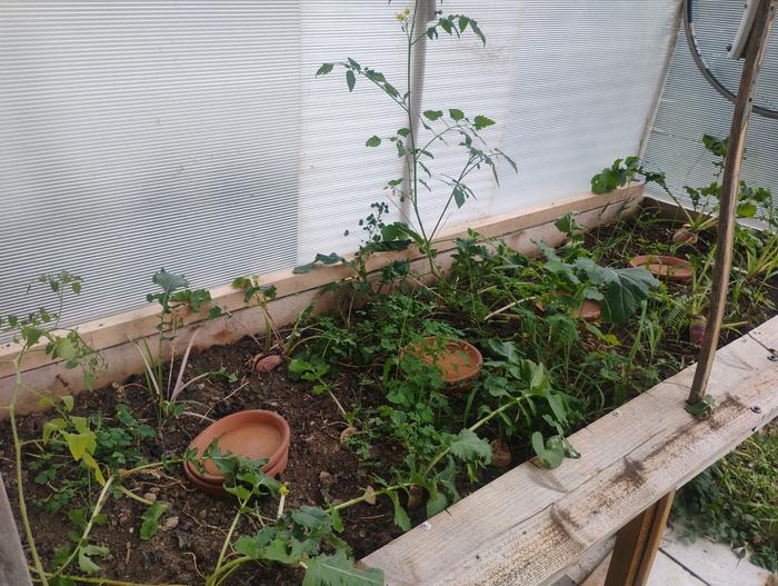 Turnip greens in the "fancy" planter