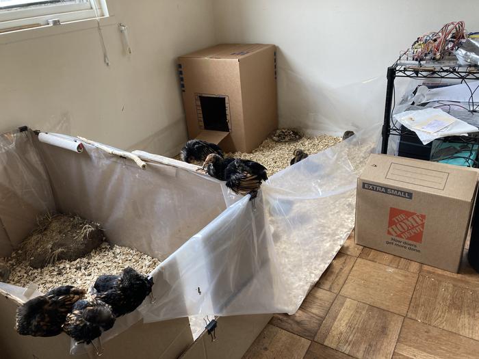 Flock Sebright roosting on the edge of a cardboard box.