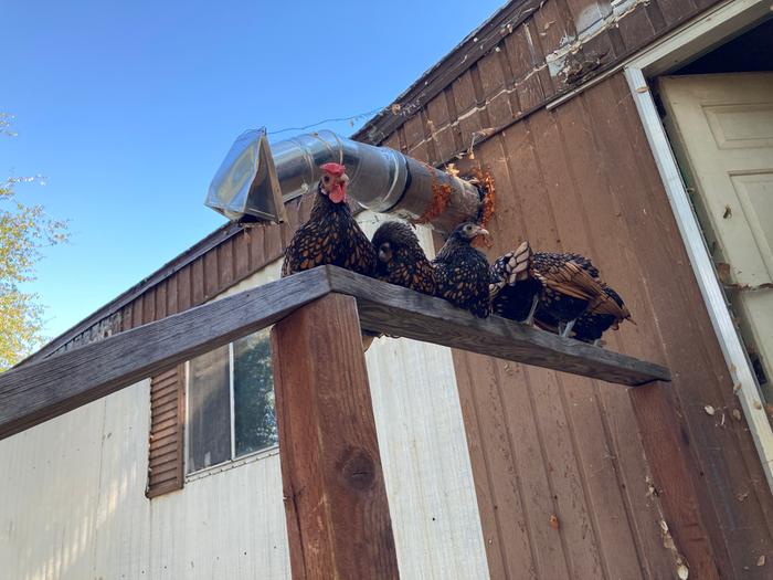 Flock Sebright roosting on a handrail.