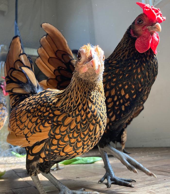 Golden Sebrights, hen and rooster.