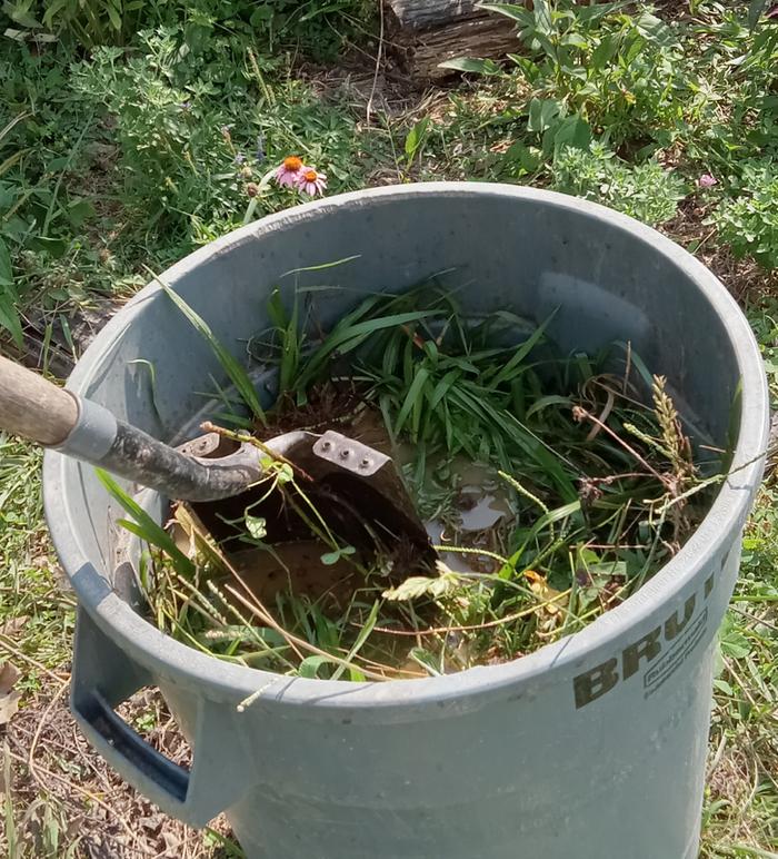 Noxious weeds in bokashi 