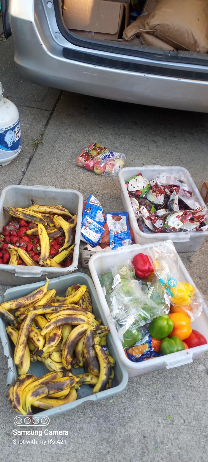 Banannas and strawberries for vinegar making, apples and peppers for eating, sweet potatoes for planting. 