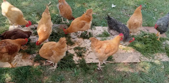 Chickens eating pickled and fresh grass clippings 