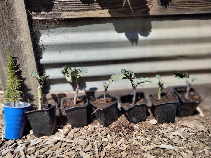 Two week old tree kale cuttings