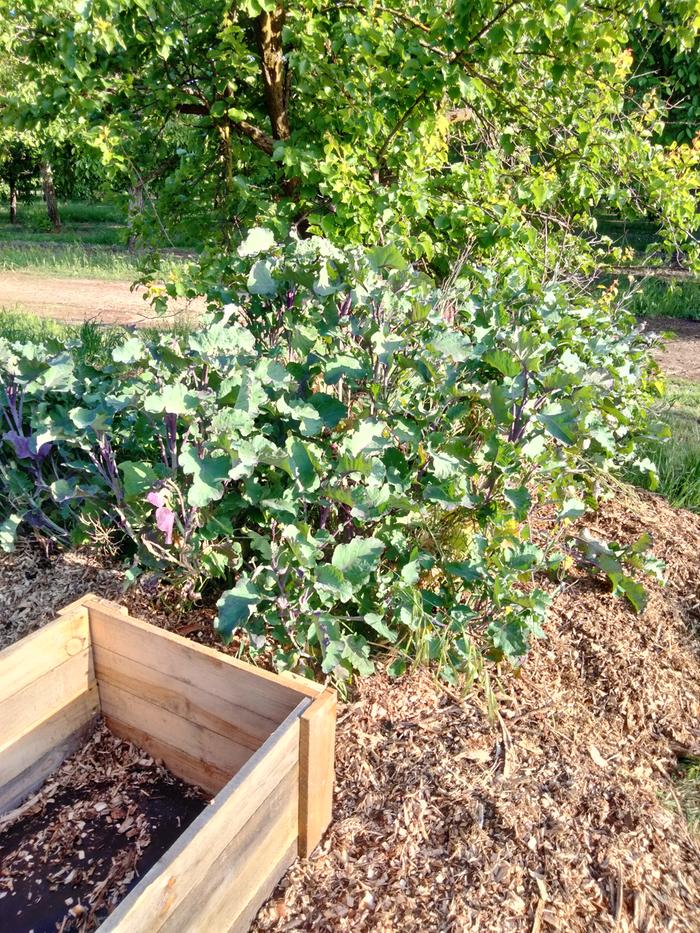 Purple tree kale 