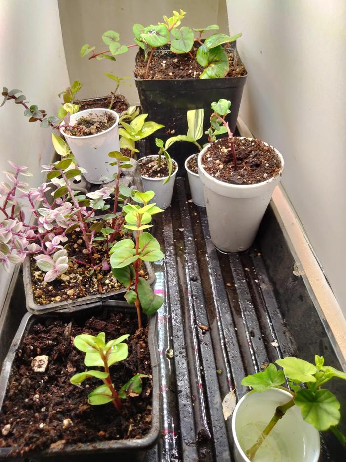 Cuttings potted up 