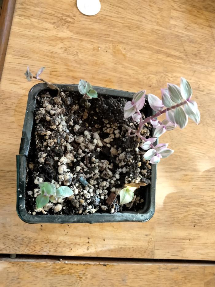 Wandering Jew 5/14/23