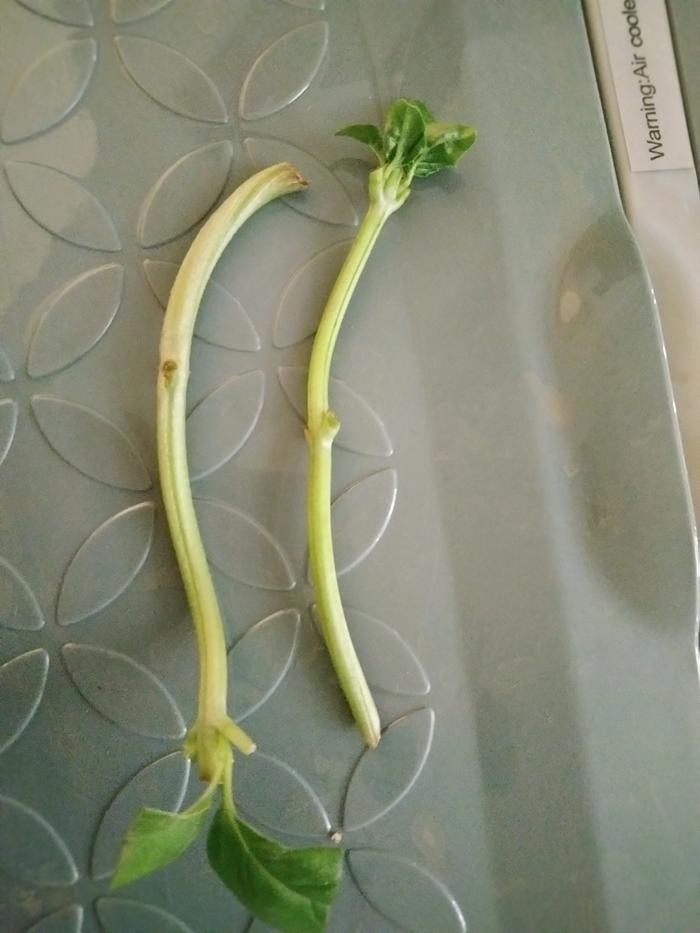 Basil cuttings 6/2/23