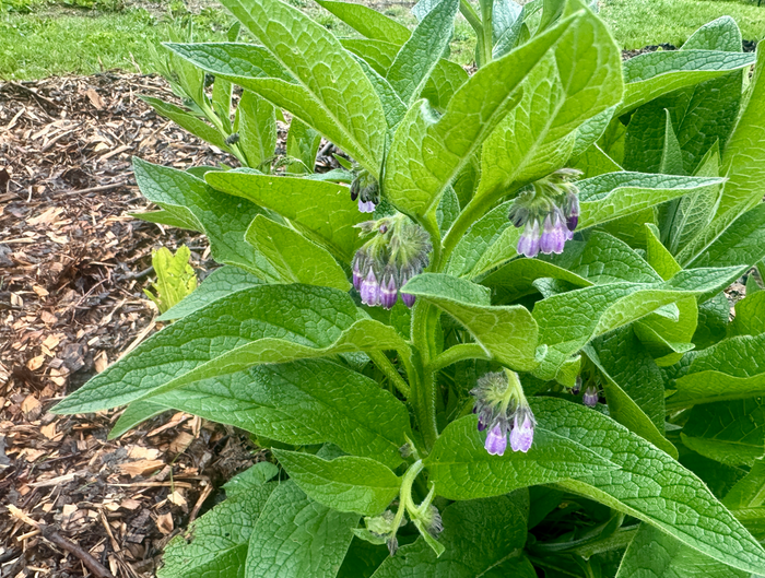 Bocking 14 comfrey