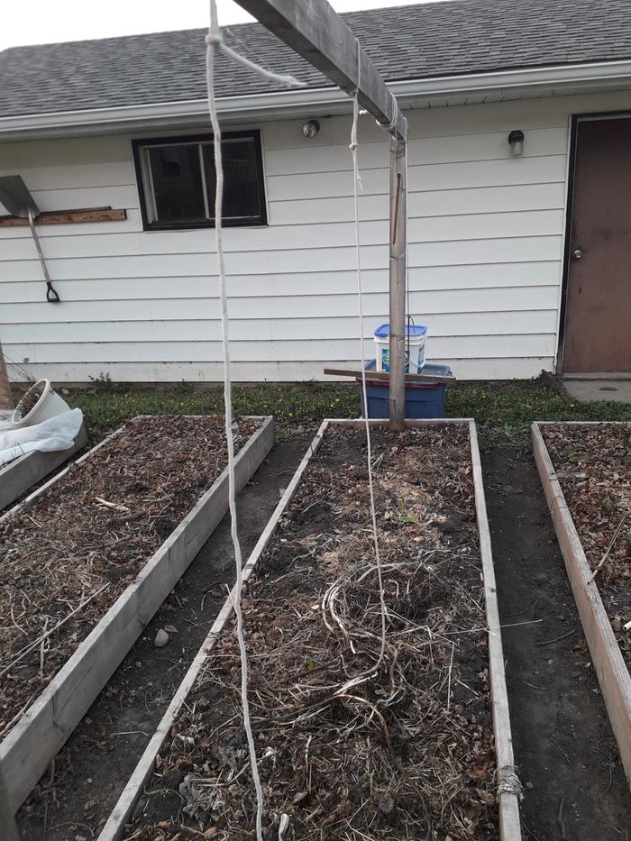 tomato trellis