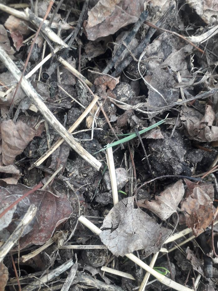 Carrot seedlings