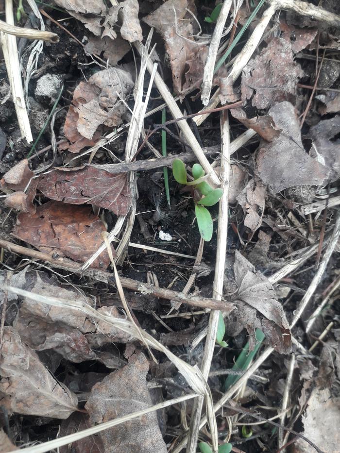 Swiss chard seedlings