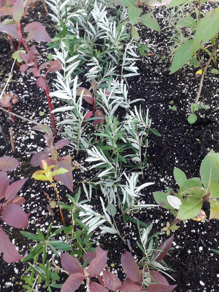 Sea Buckthorn cuttings July 27