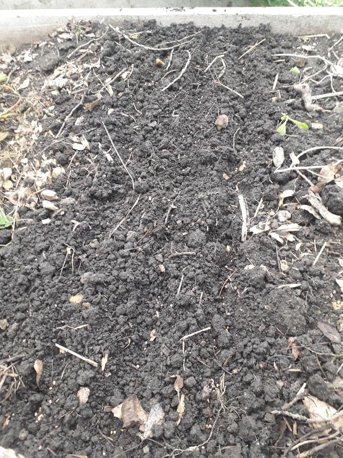 Radish Furrows July 24