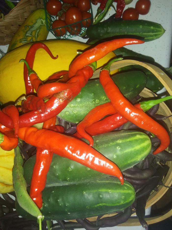 fruit