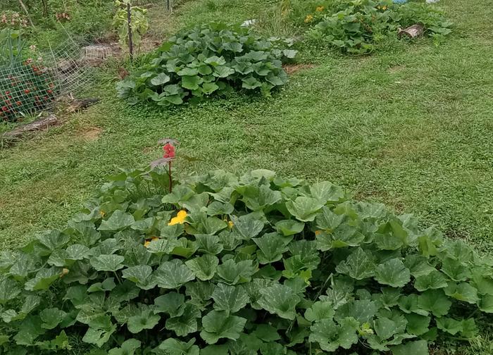 Piles of volunteer squashes mostly butternuts