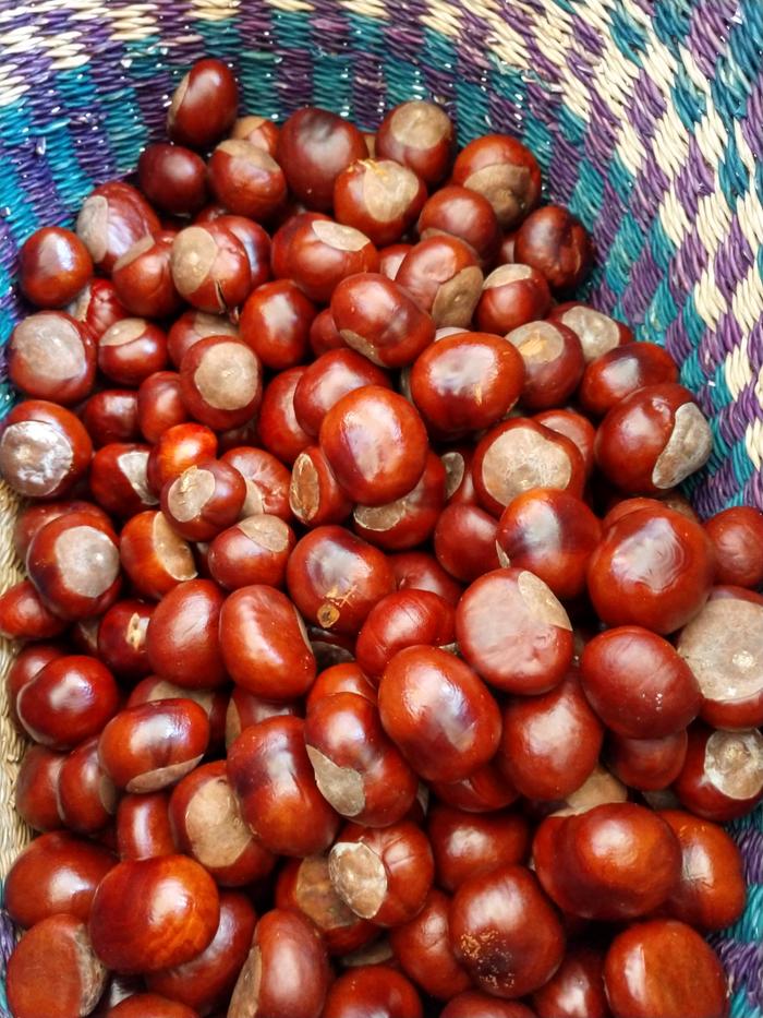 12 pounds of horse chestnuts gleaned from the city streets.