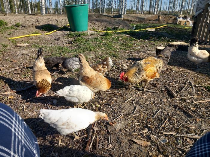 Eastern end of the orchard 4 pullets+4 layers + roo