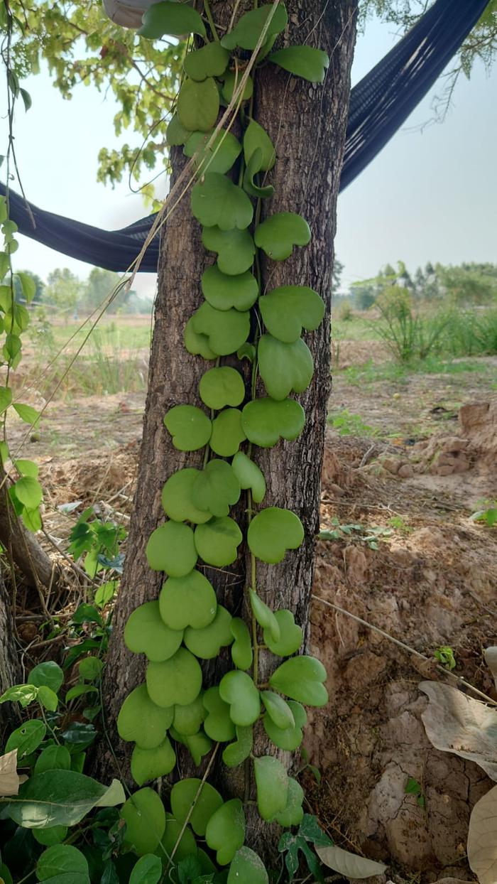 Hoya kerrii vine at our Santol trees