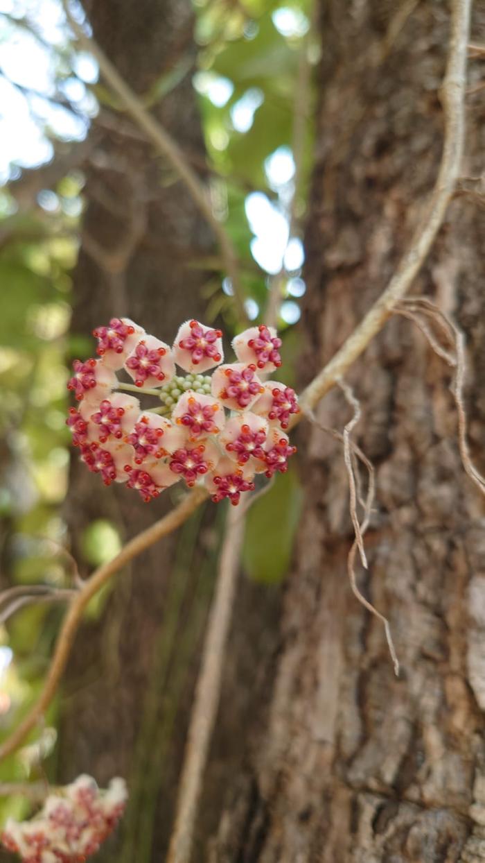 Hoya kerrii flower - stunning isn't it? 