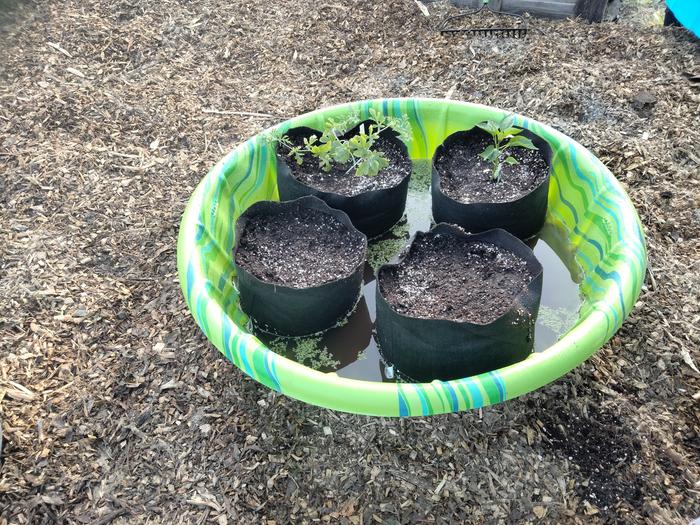 growbag kiddy pool start up