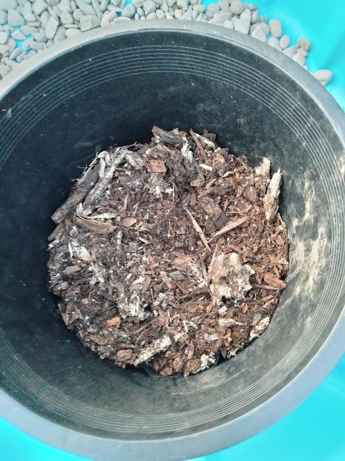 Wood chips 