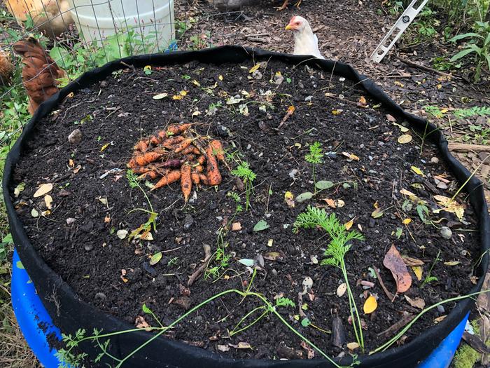 Final carrot harvest 
