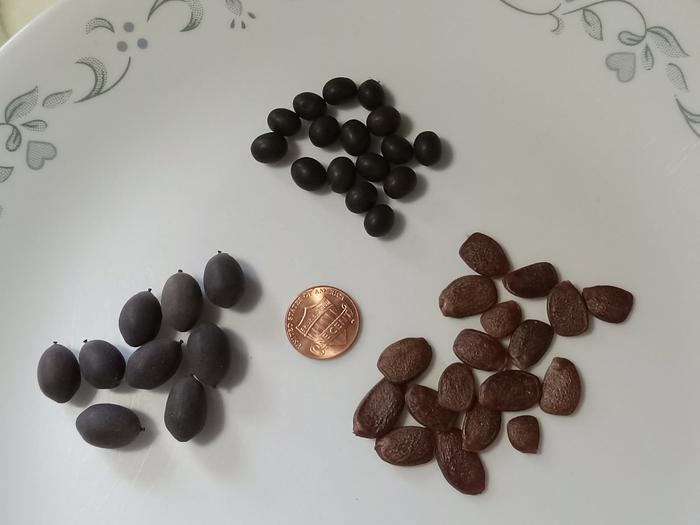 Canna, lotus and persimmon seeds