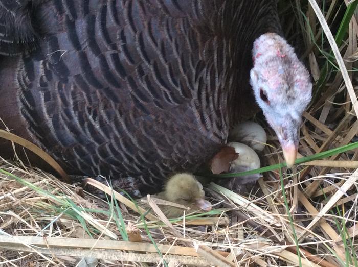 turkey hatching ducklings