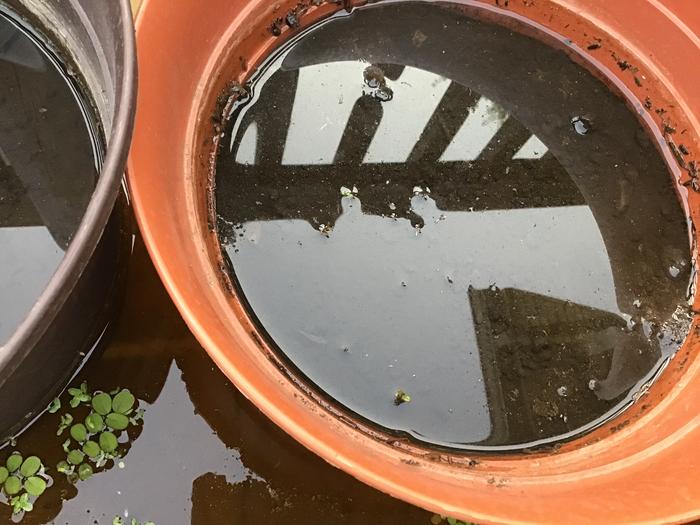 The white Egyptian water lily seems to be growing the best. Two have come up. One above the water.