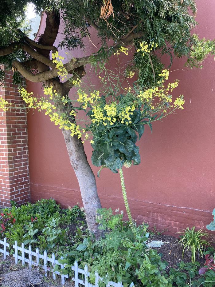 Tree Kale in bloom.