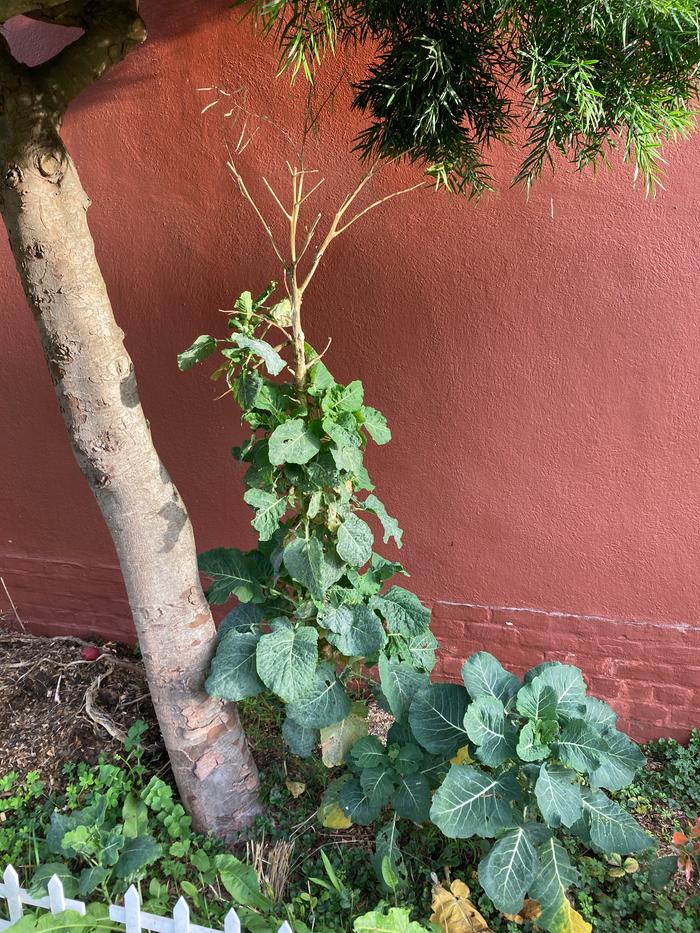 Kale Rex, bare branches and trunk leaves.