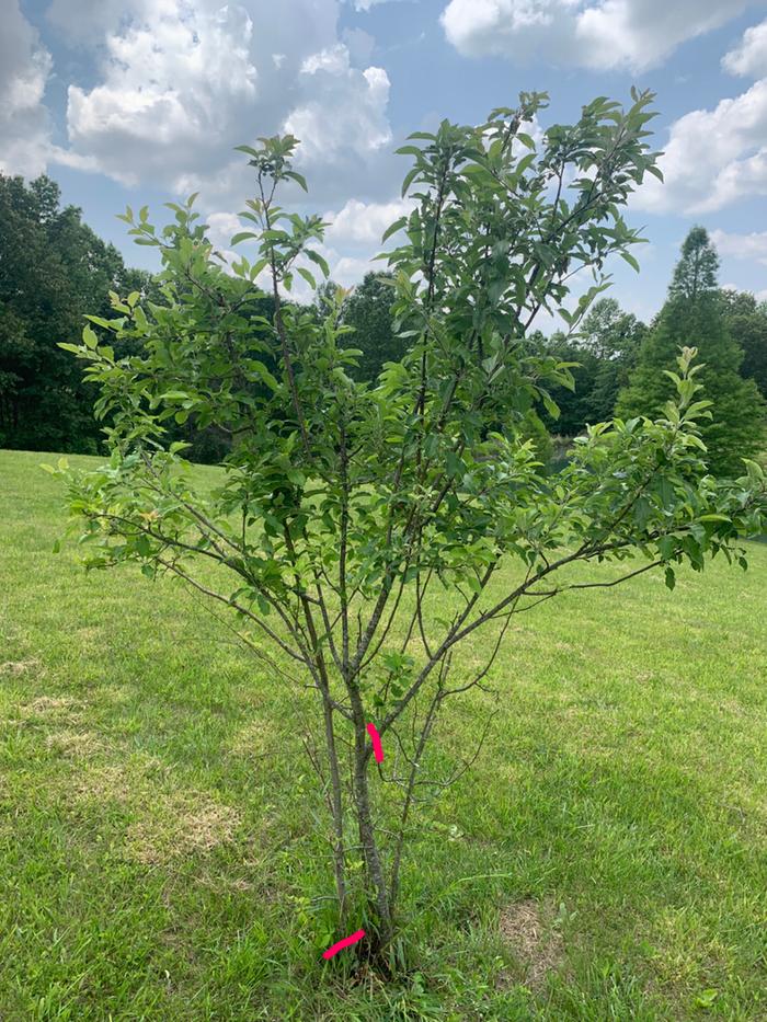 apple tree suggested pruning cuts