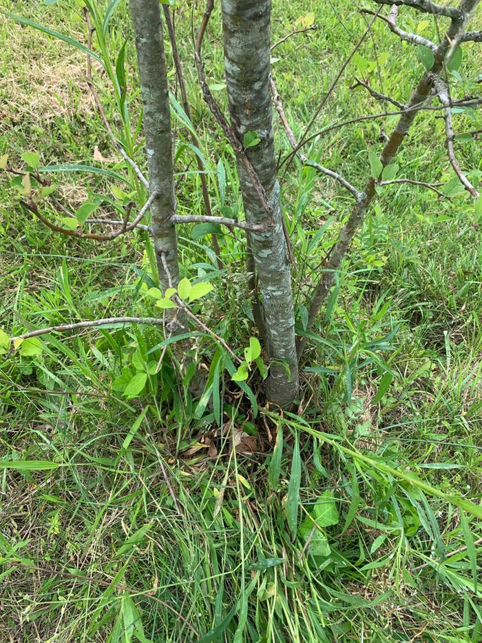 tangle of branches and suckers on neglected tree