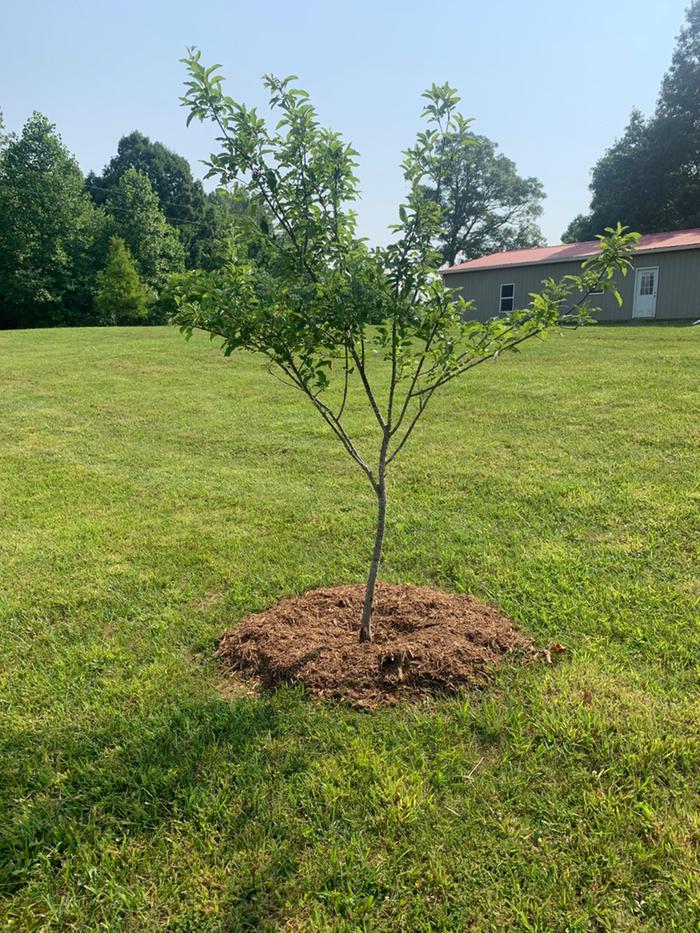 apple tree after correction pruning