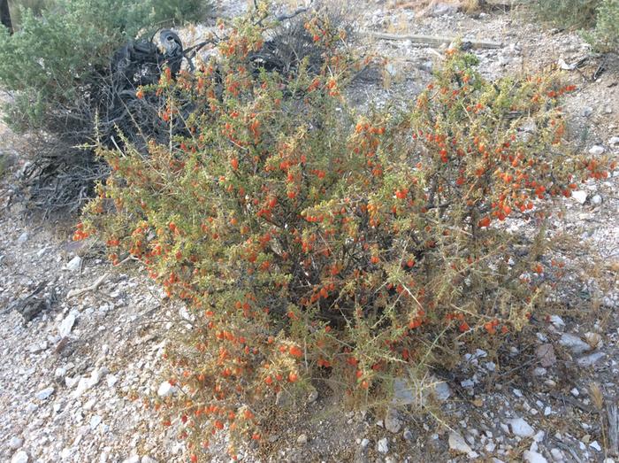 [Thumbnail for 375E7B69-C646-42D5-8519-C91B2779EE6D.jpeg]