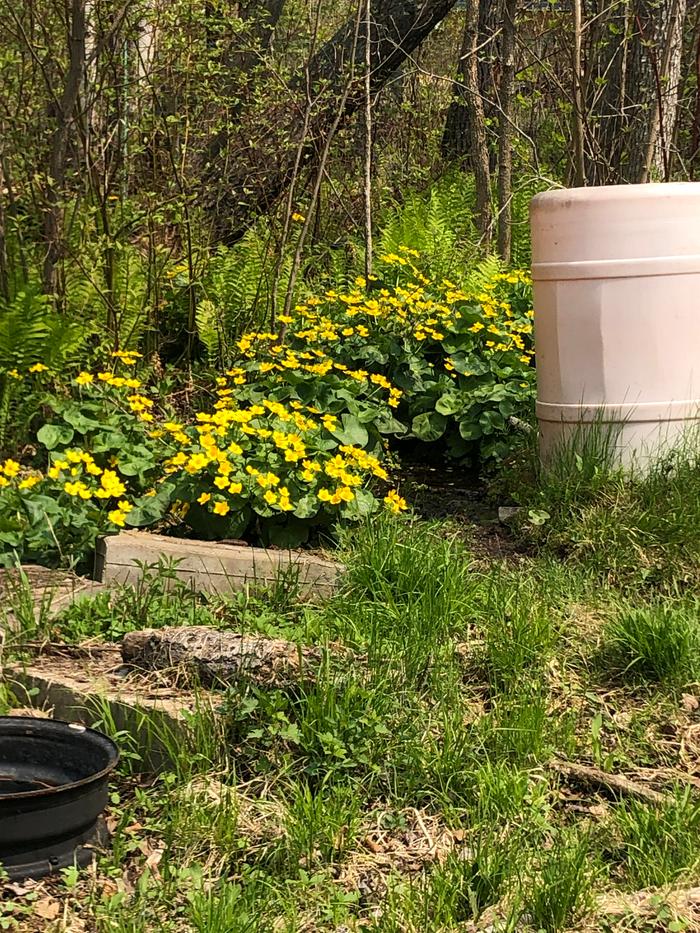 marshmarigold in wild garden