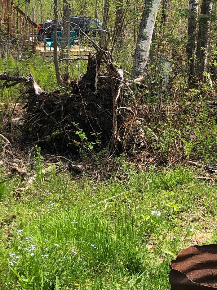 wild garden fallen tree