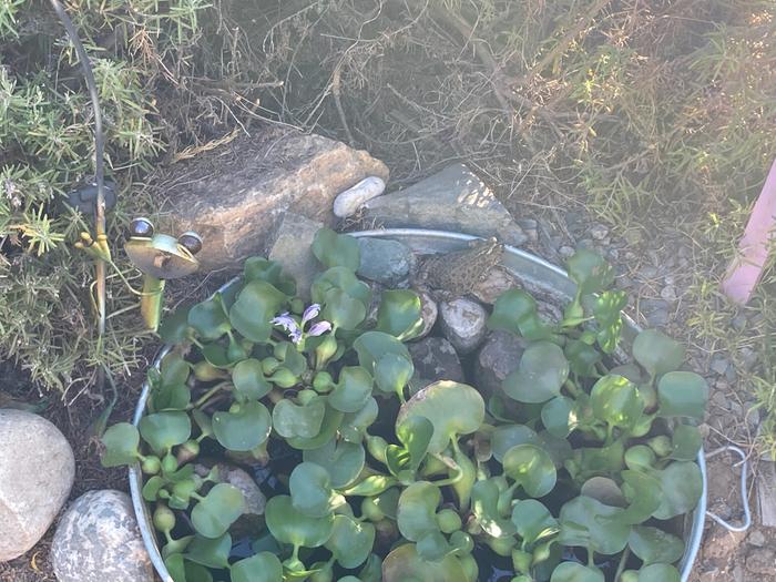 Bucket wildlife pond with toad 