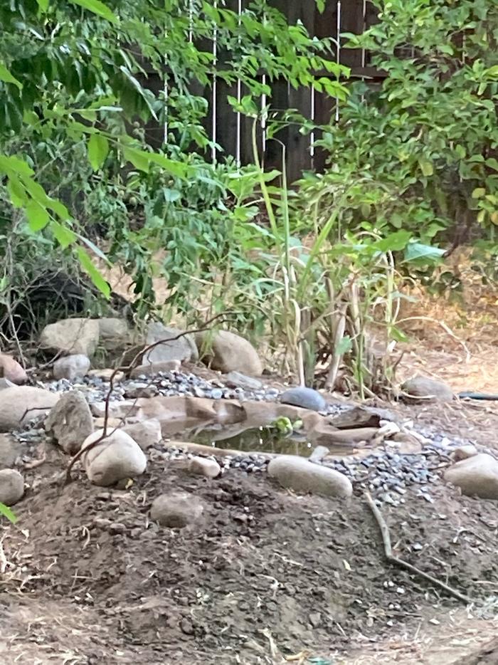 Another small wildlife pond that needs plants lol… not pictured but birds love this