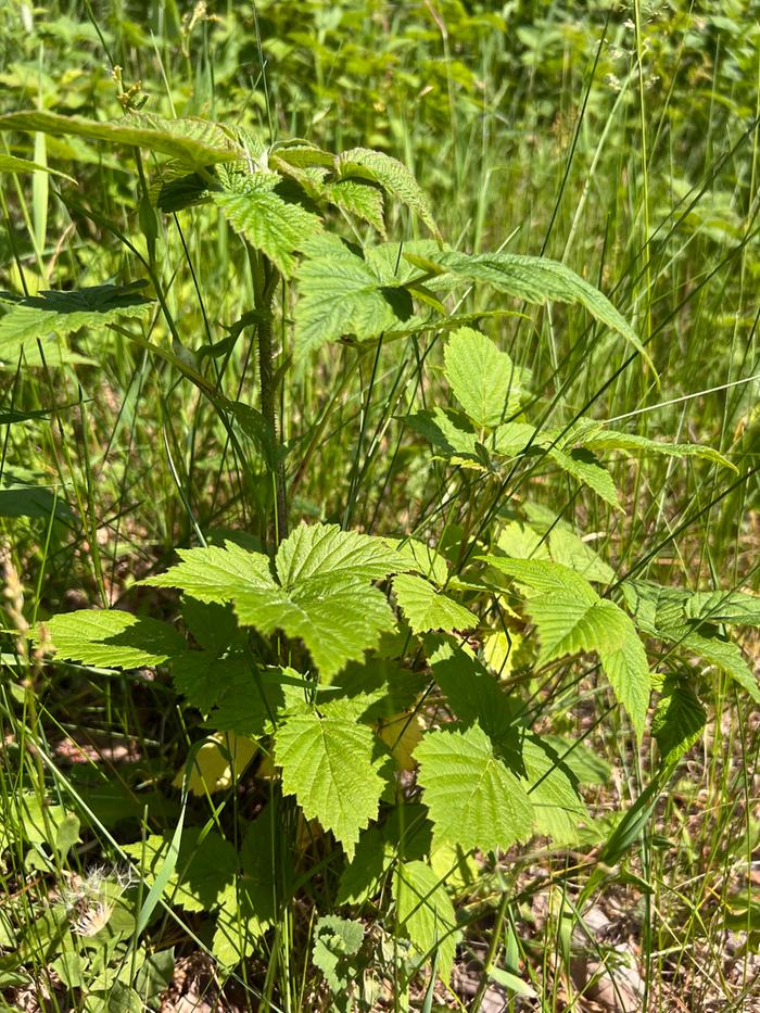 raspberry in long grass
