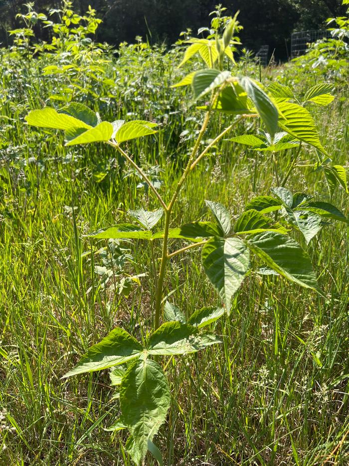 wild blackberry in tall grass
