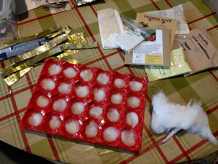 Tomato seed started in cotton wool 