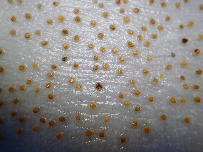 First sowing of tomato seeds in 2026