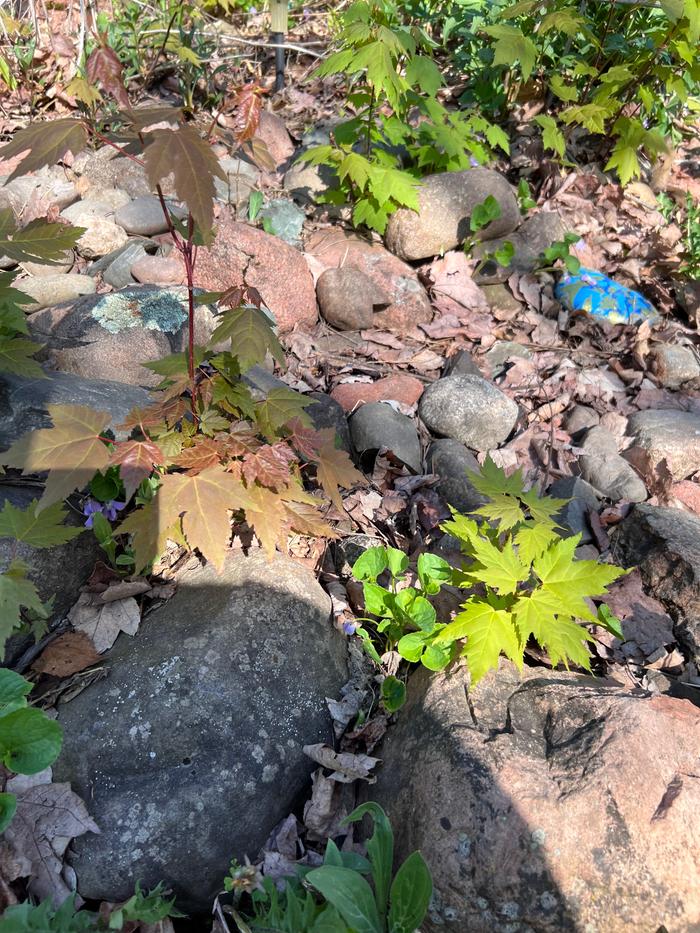 rock bed with maple seedlings as weeds