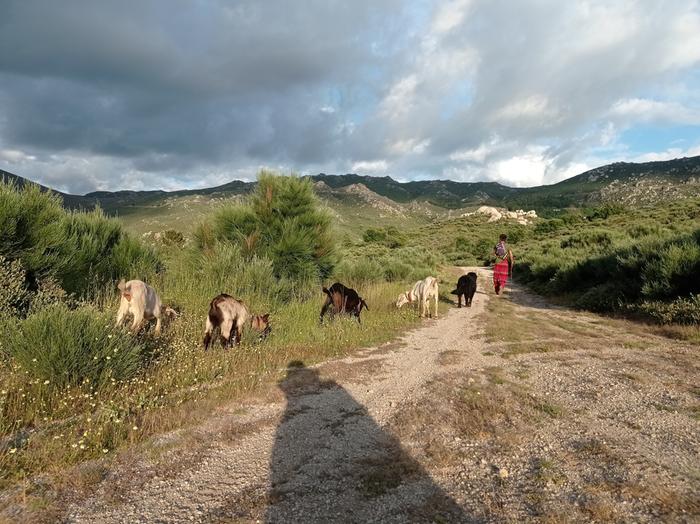 walking with goats