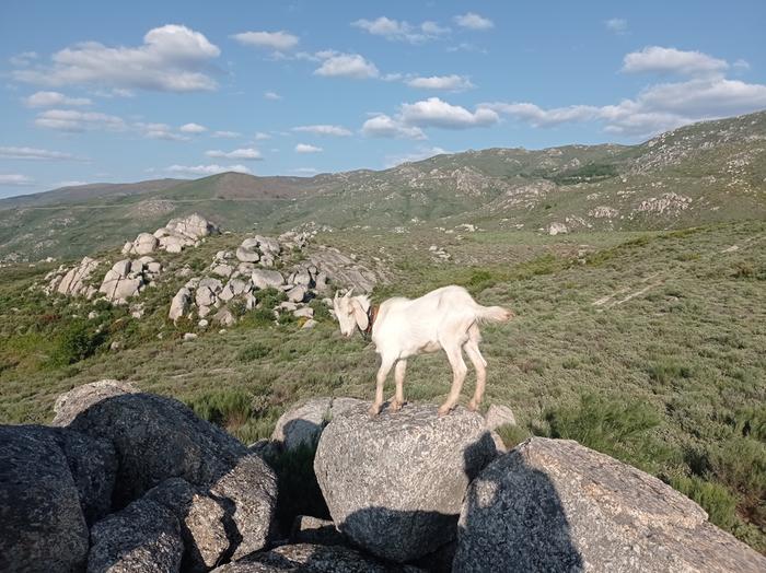 goat on rocks