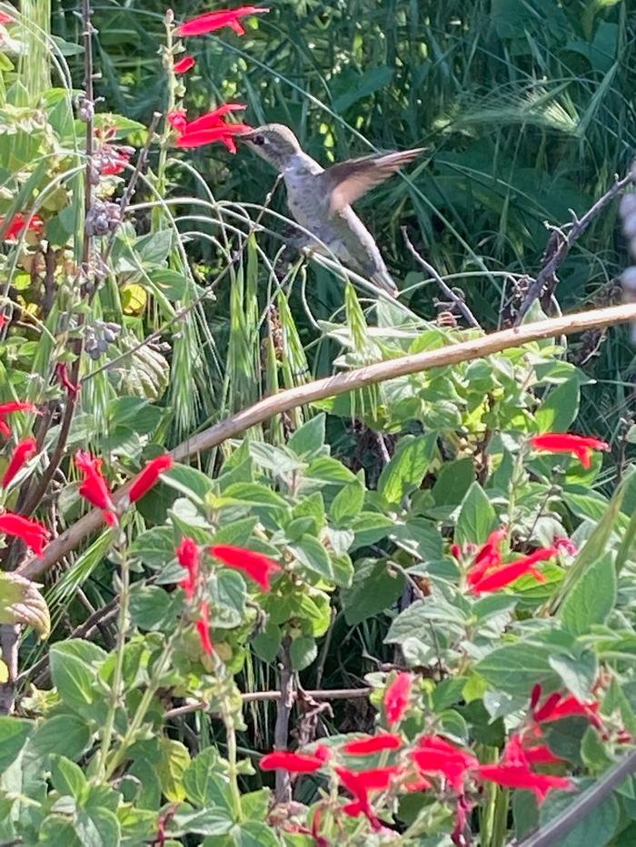 Pineapple sage nectar 