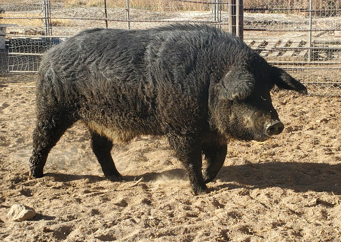 Mangalitsa Pig