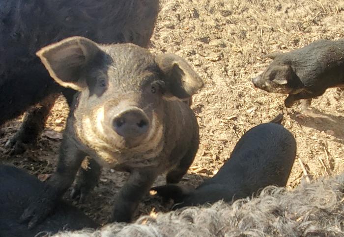 Mangalitsa Pigs 